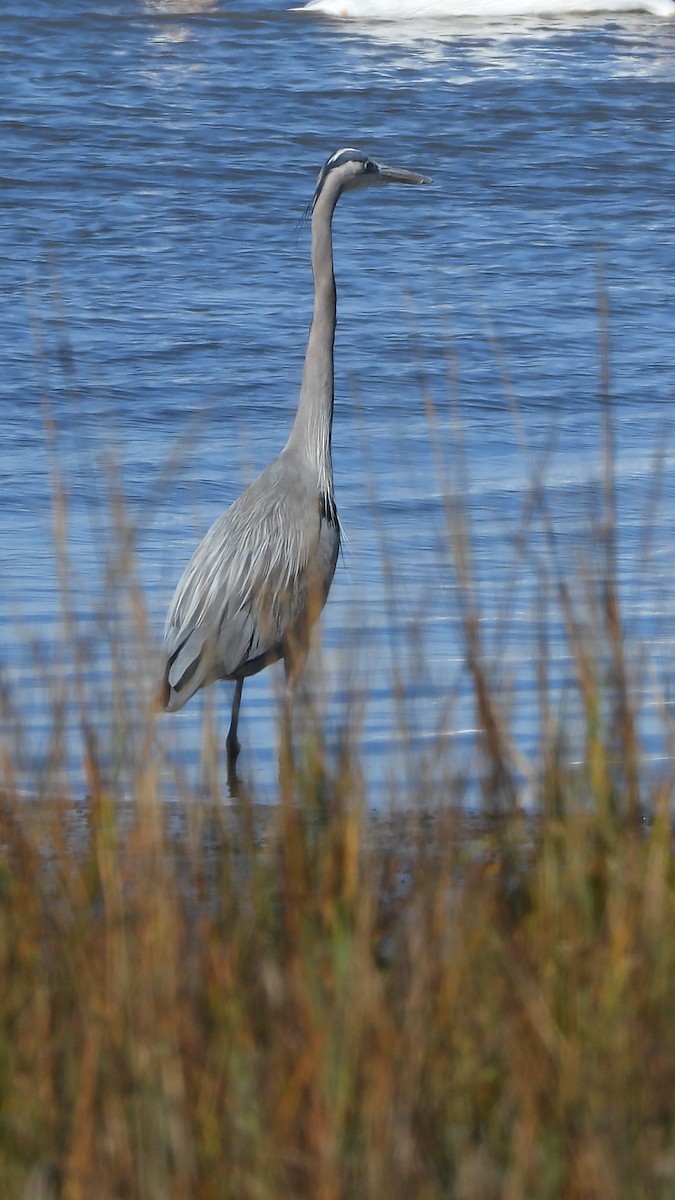 Great Blue Heron - ML613826383