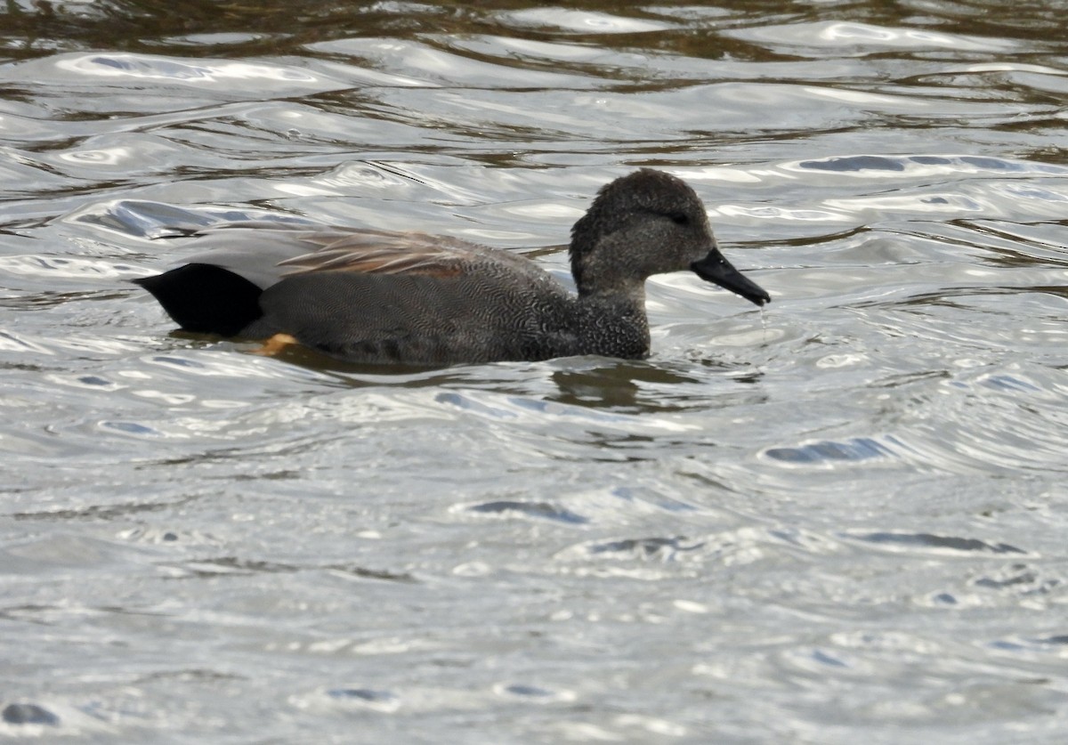 Gadwall - ML613826385