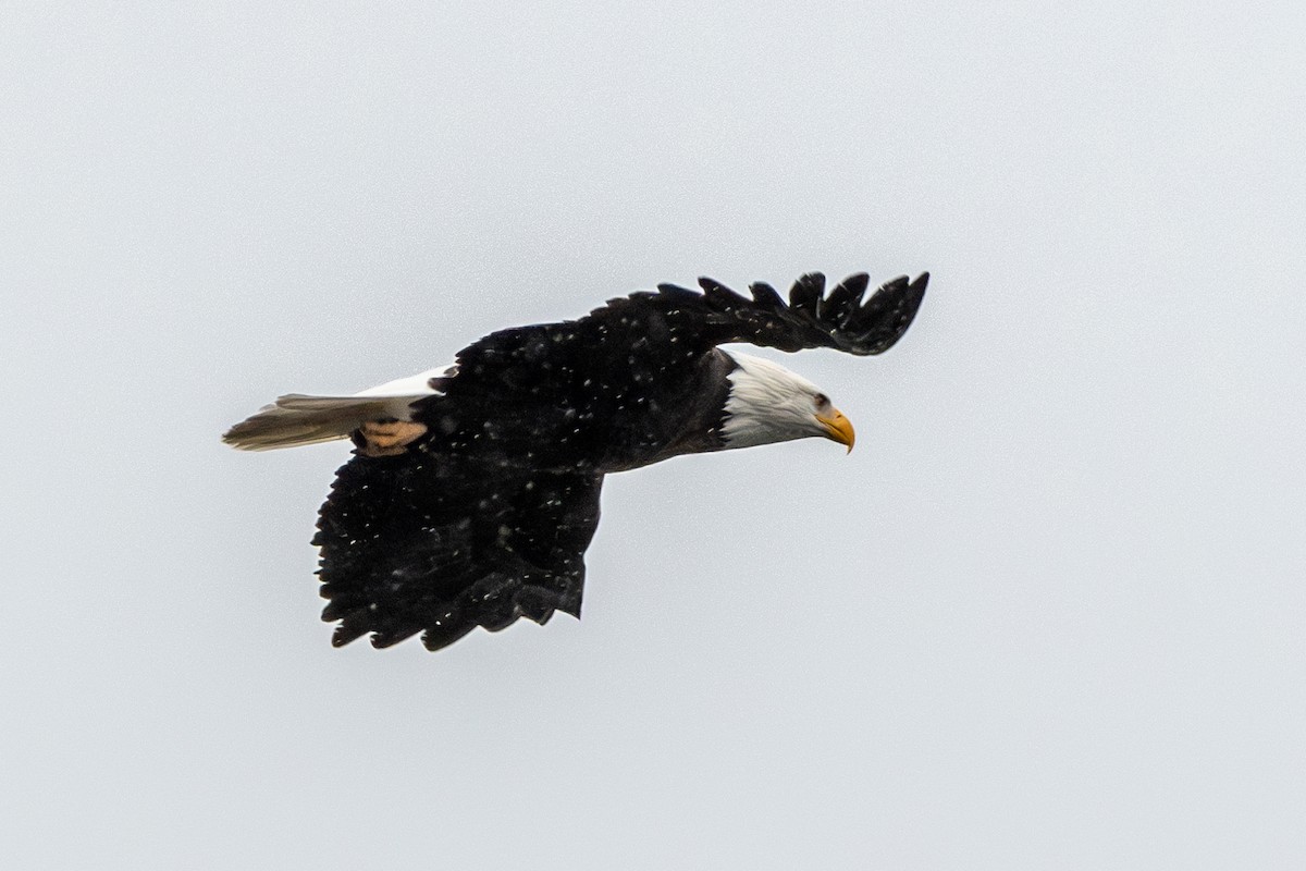 Weißkopf-Seeadler - ML613826421