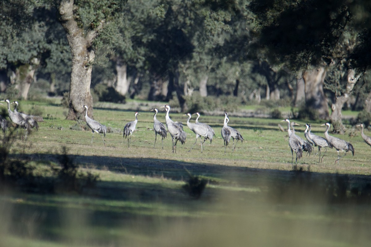 Common Crane - Paula González Lominchar