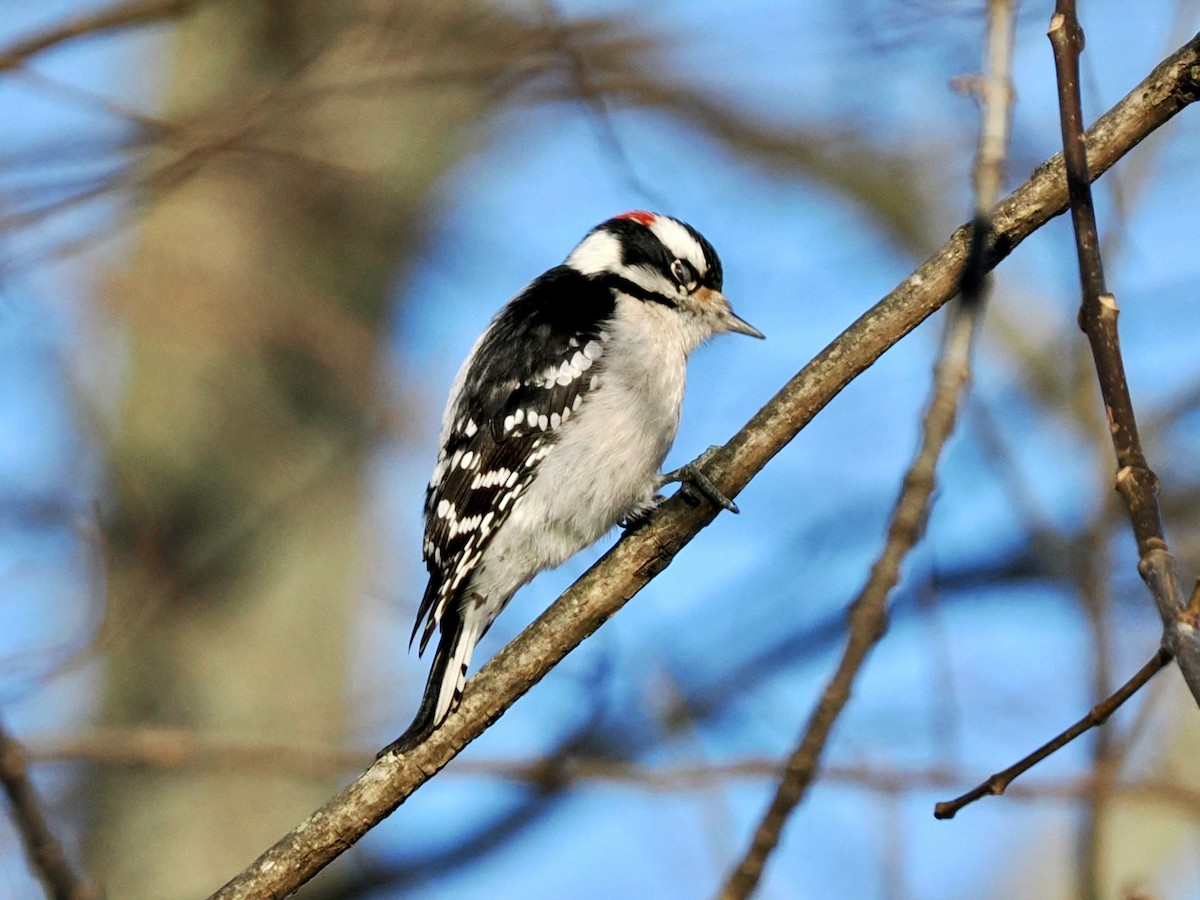 Downy Woodpecker - ML613826488