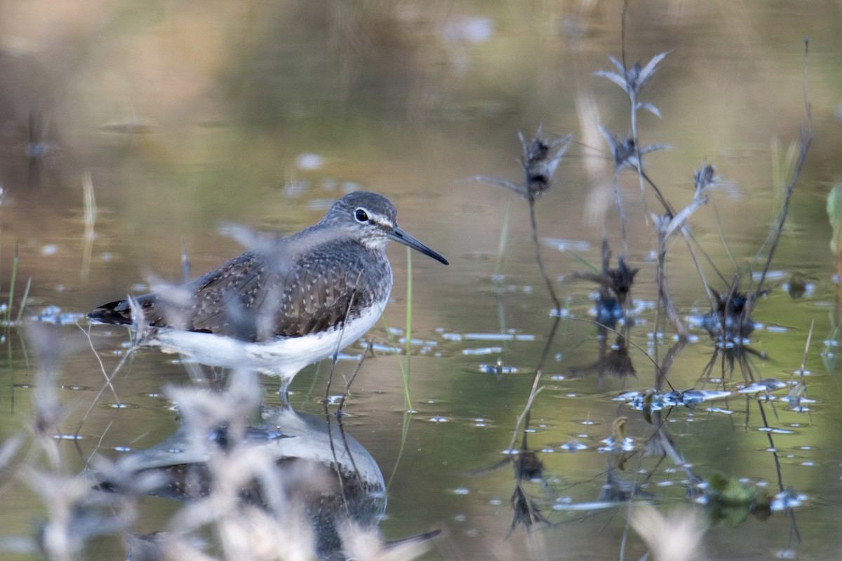 Green Sandpiper - ML613826492