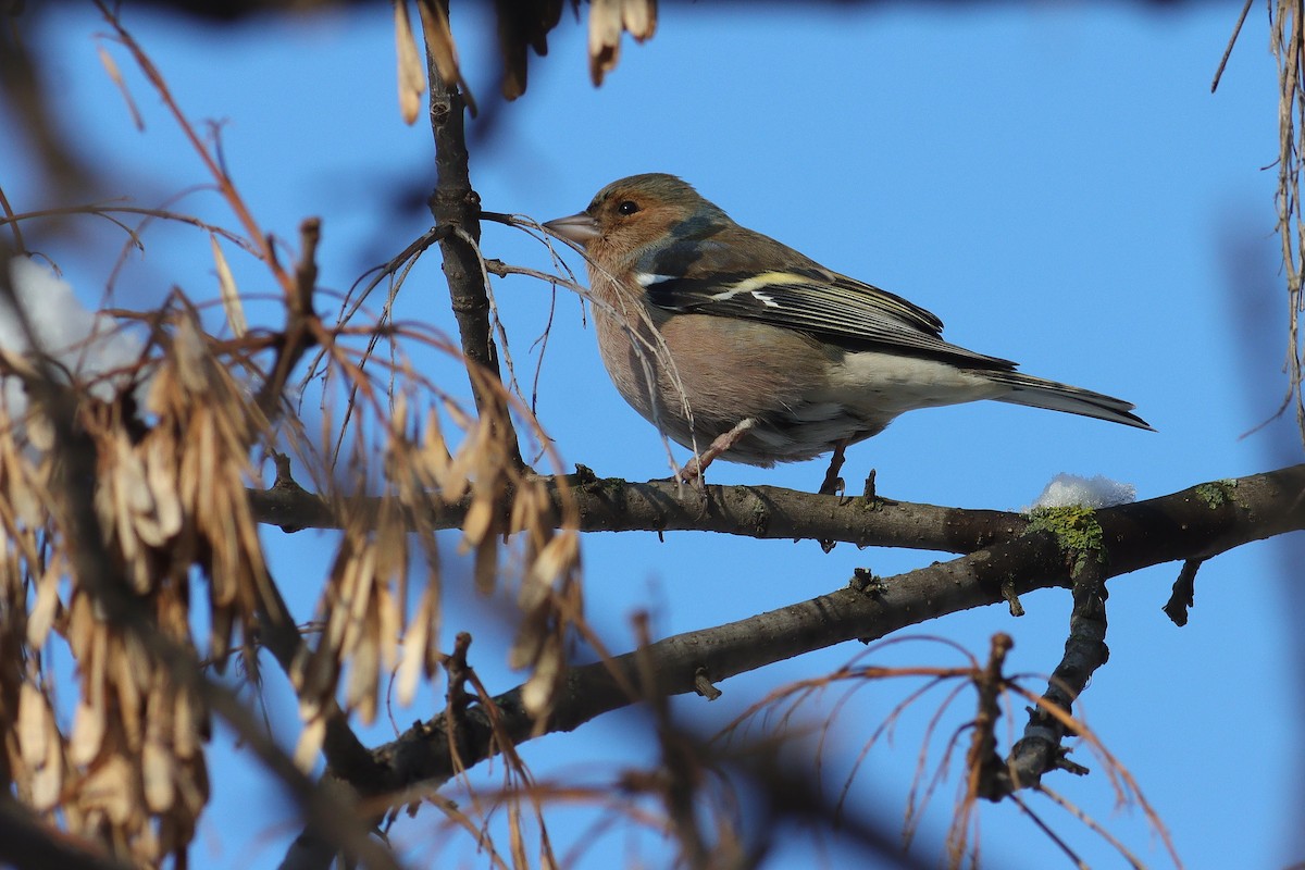 Common Chaffinch - Snežana Panjković