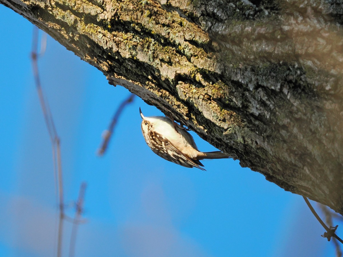 Brown Creeper - ML613826529