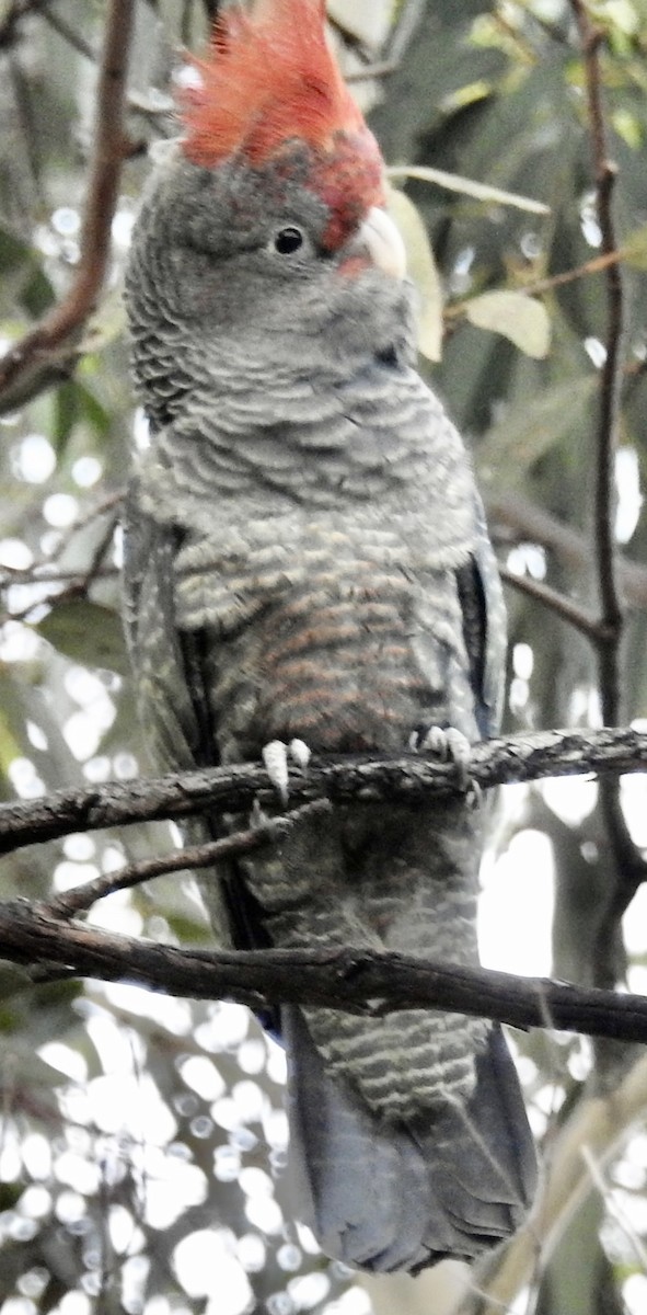 Gang-gang Cockatoo - ML613826536