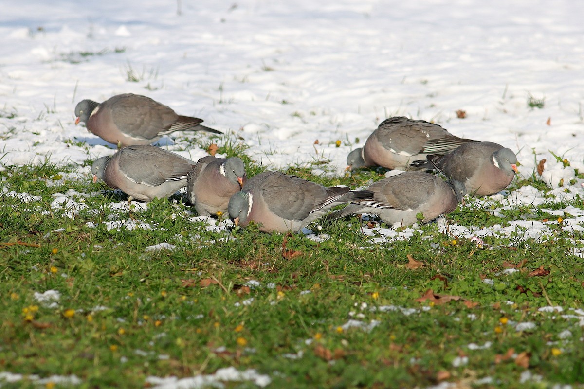 Common Wood-Pigeon - Snežana Panjković