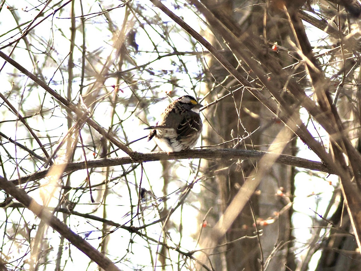 White-throated Sparrow - ML613826543