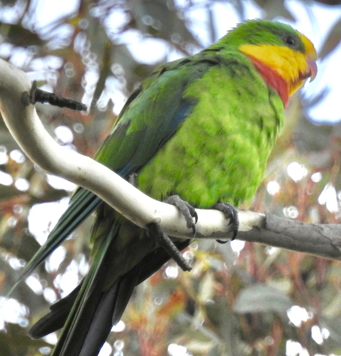 Superb Parrot - ML613826550