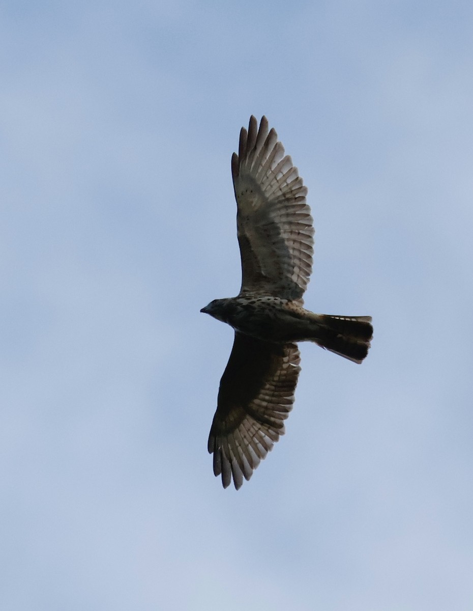 Broad-winged Hawk (Caribbean) - ML613826559
