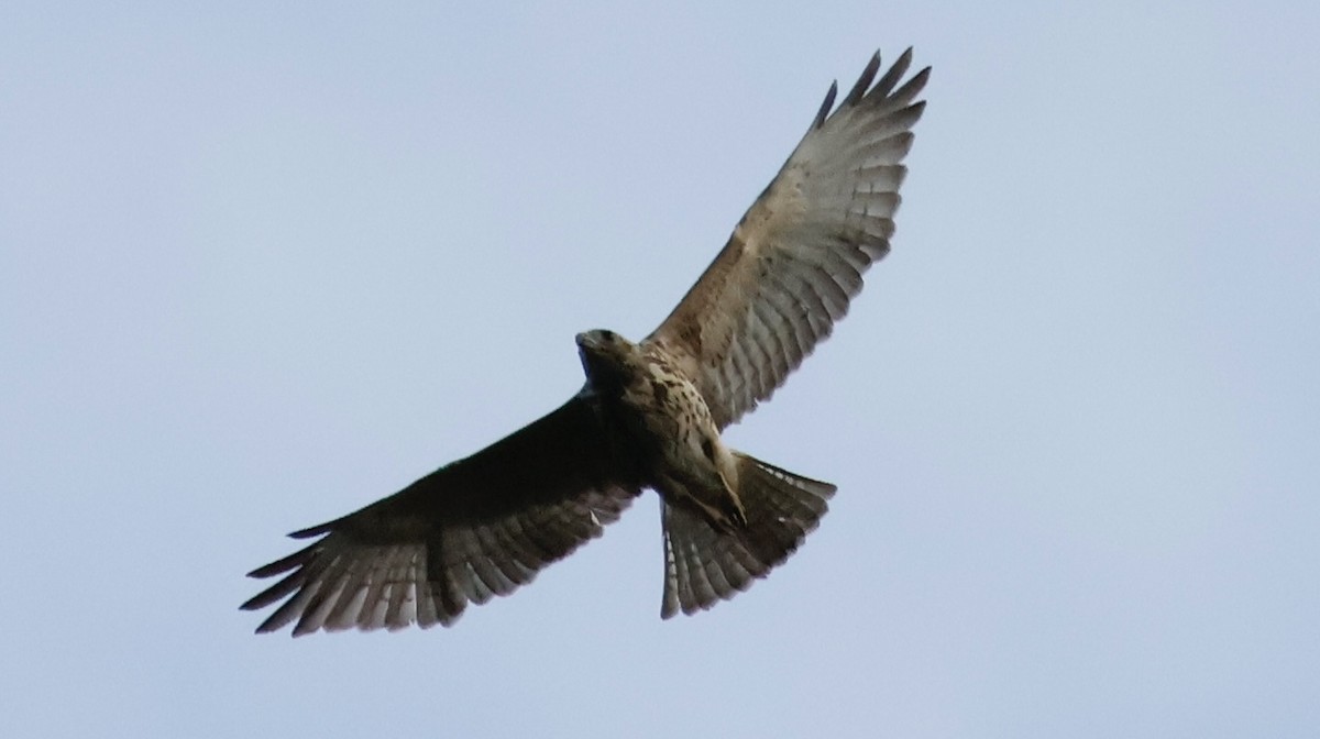 Broad-winged Hawk (Caribbean) - ML613826560