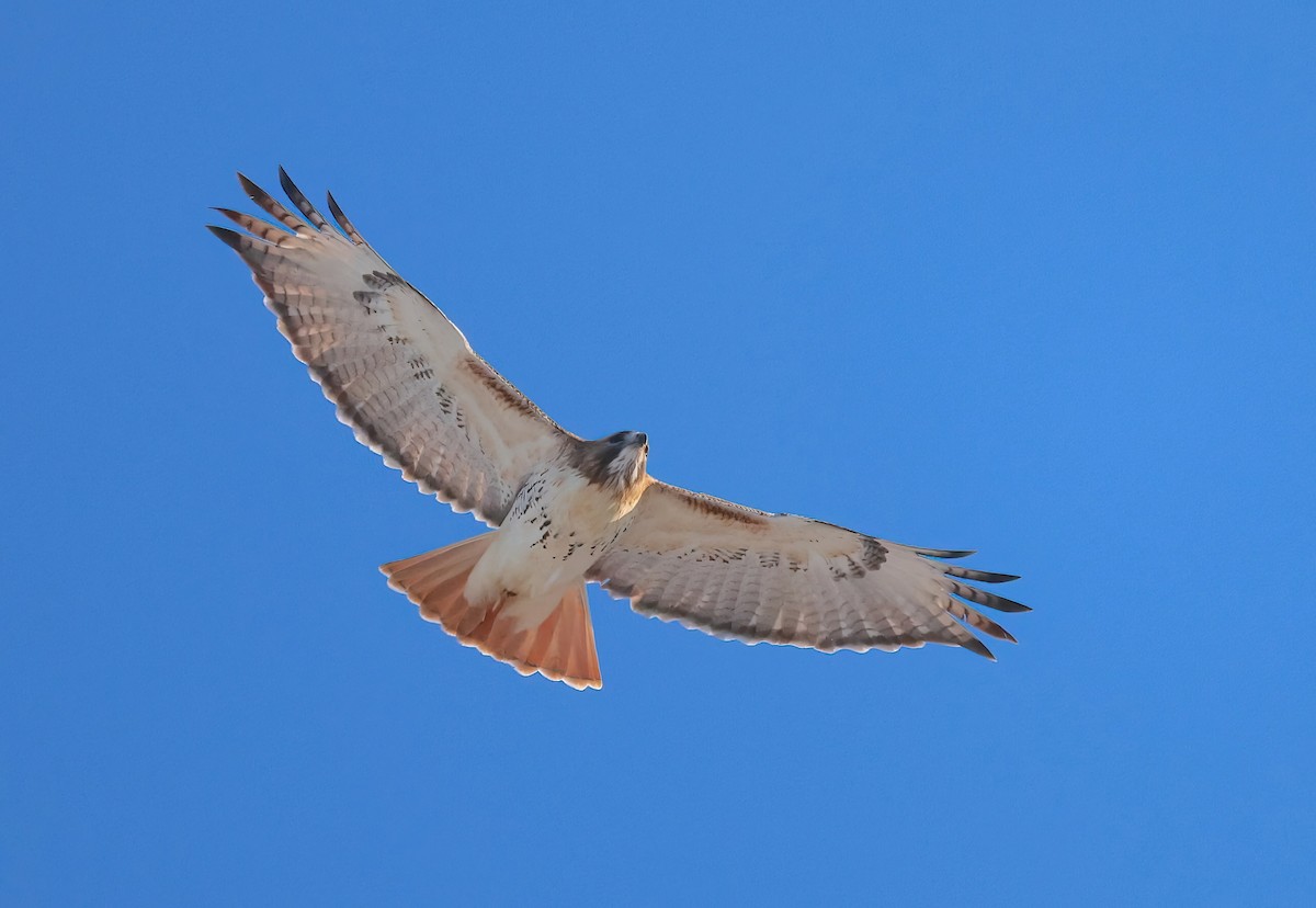 Red-tailed Hawk - ML613826561