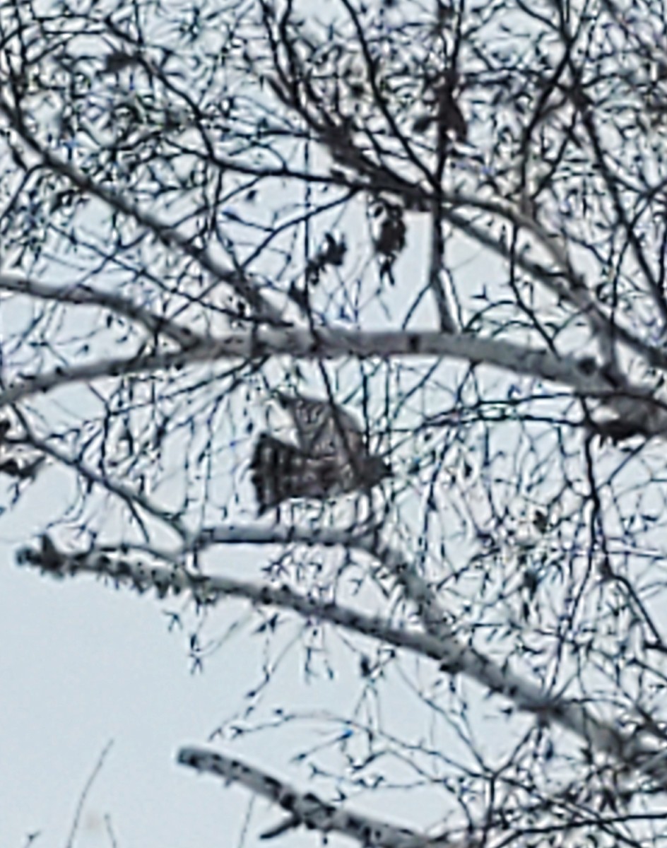 Sharp-shinned Hawk - ML613826579