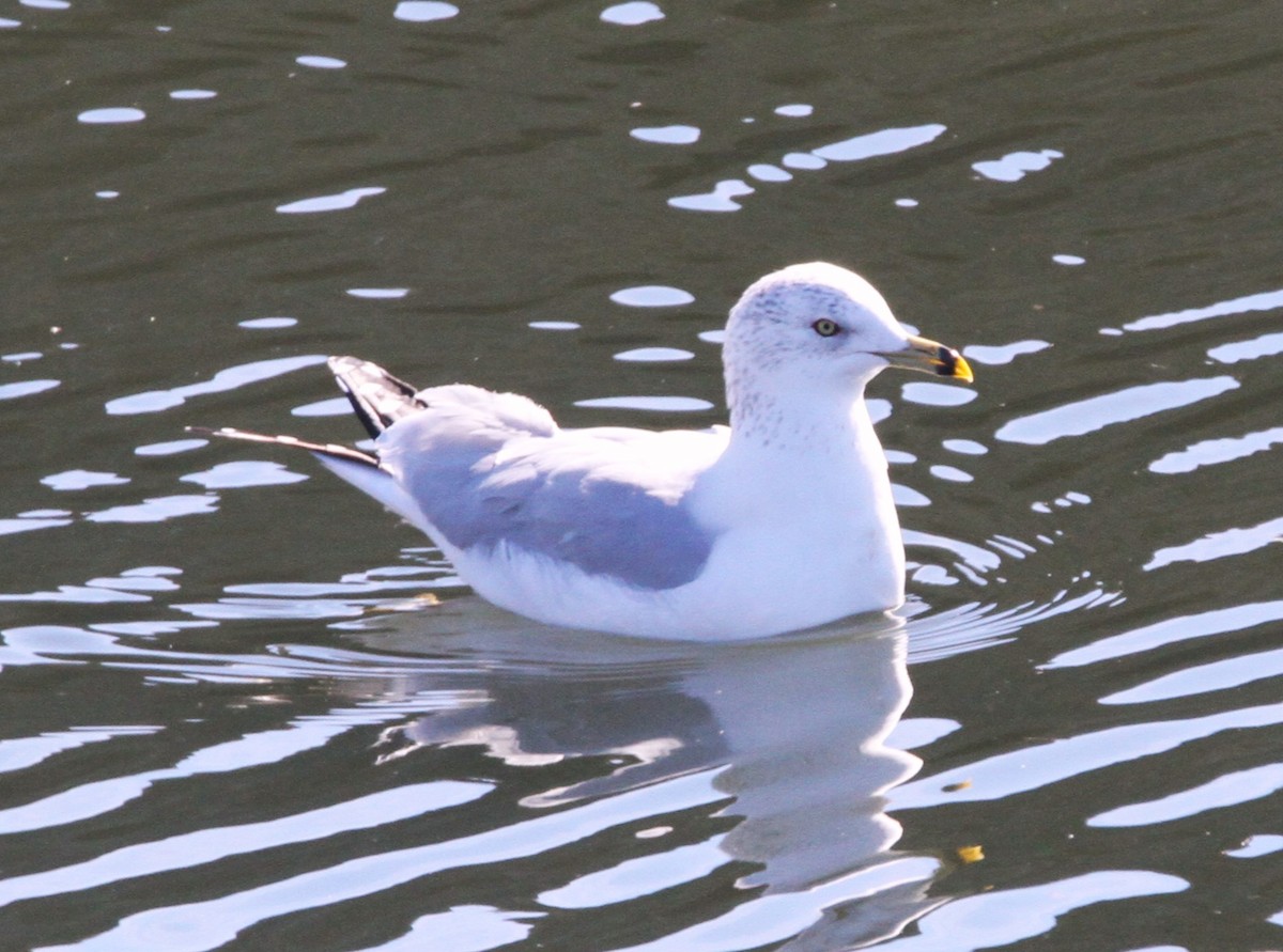 Ring-billed Gull - ML613826587