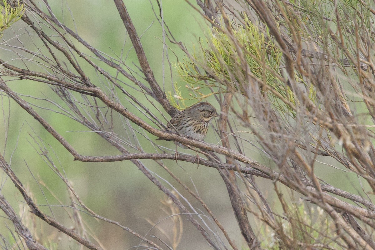 Lincoln's Sparrow - John Bruin