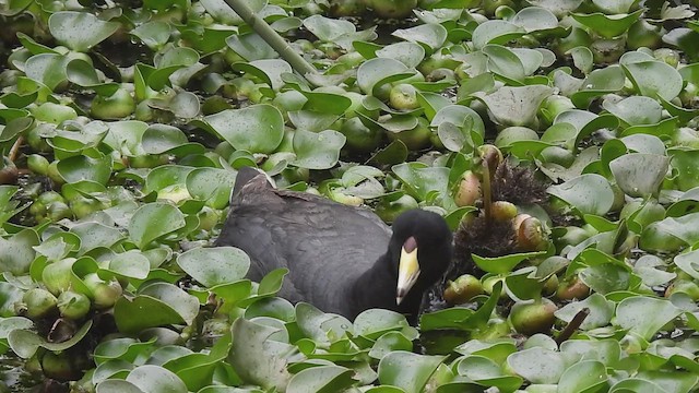 American Coot - ML613826744