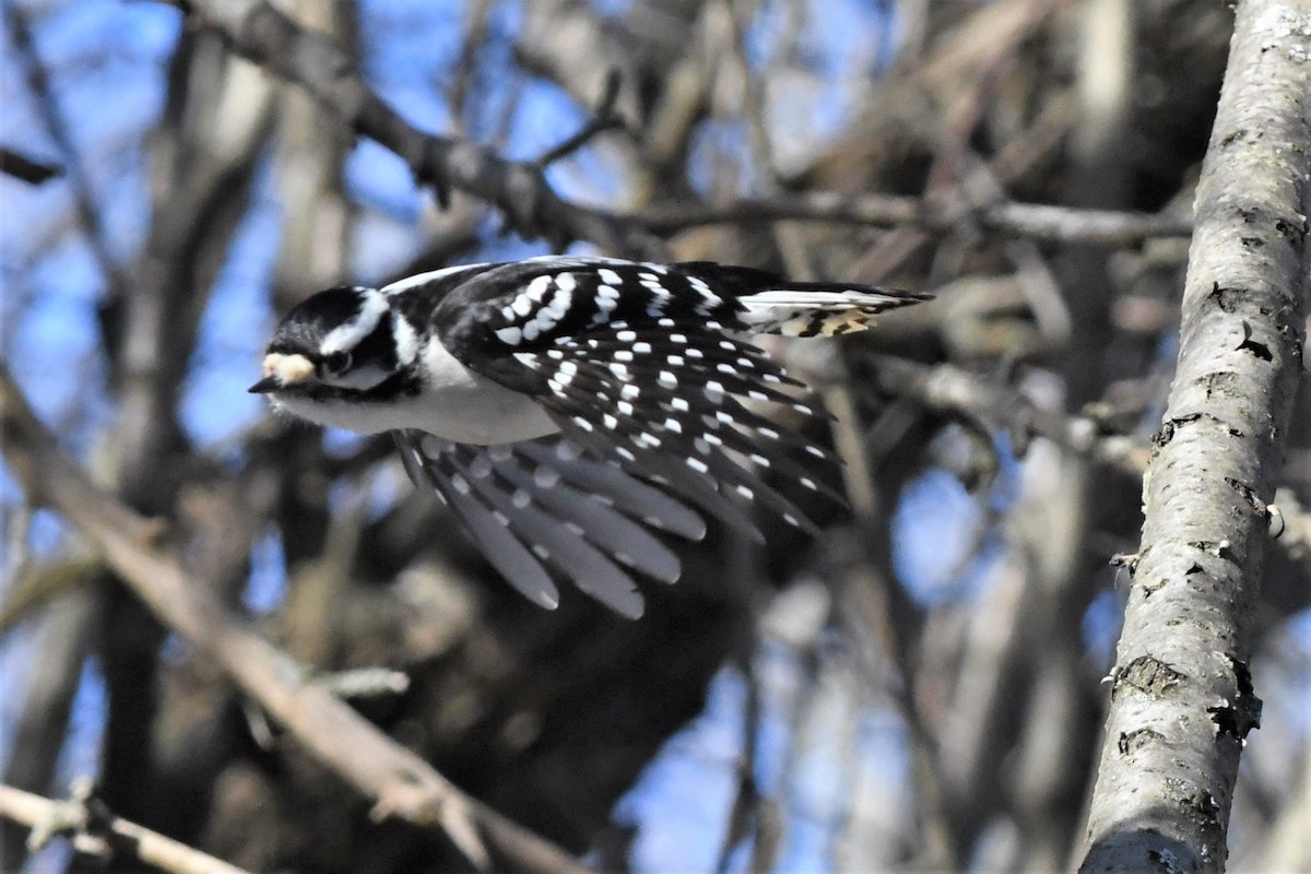 Downy Woodpecker - ML613826850