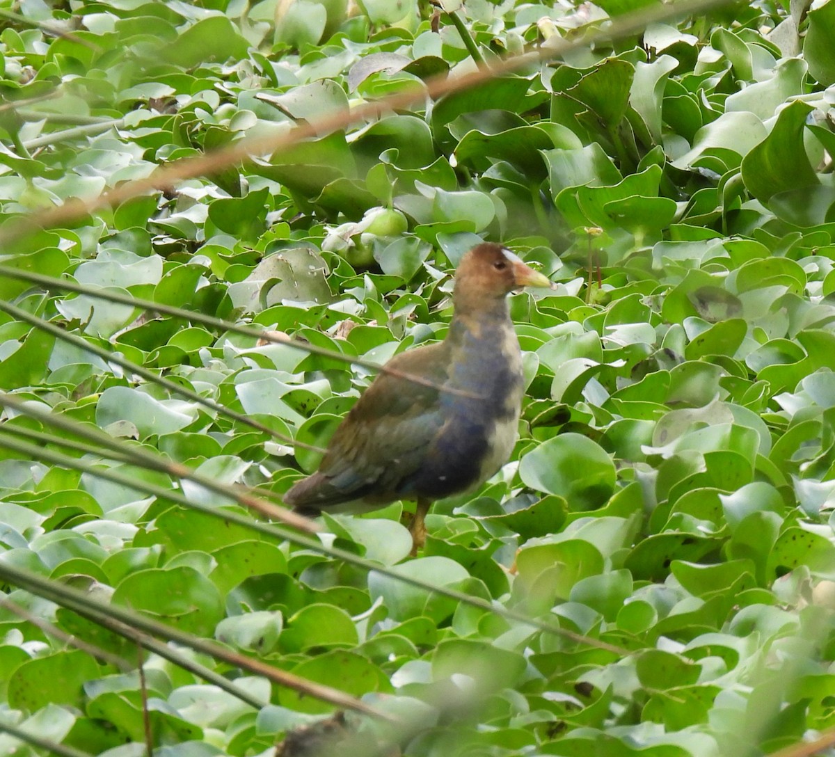 Purple Gallinule - ML613826855