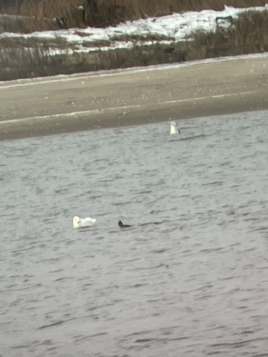 Glaucous Gull - ML613826879