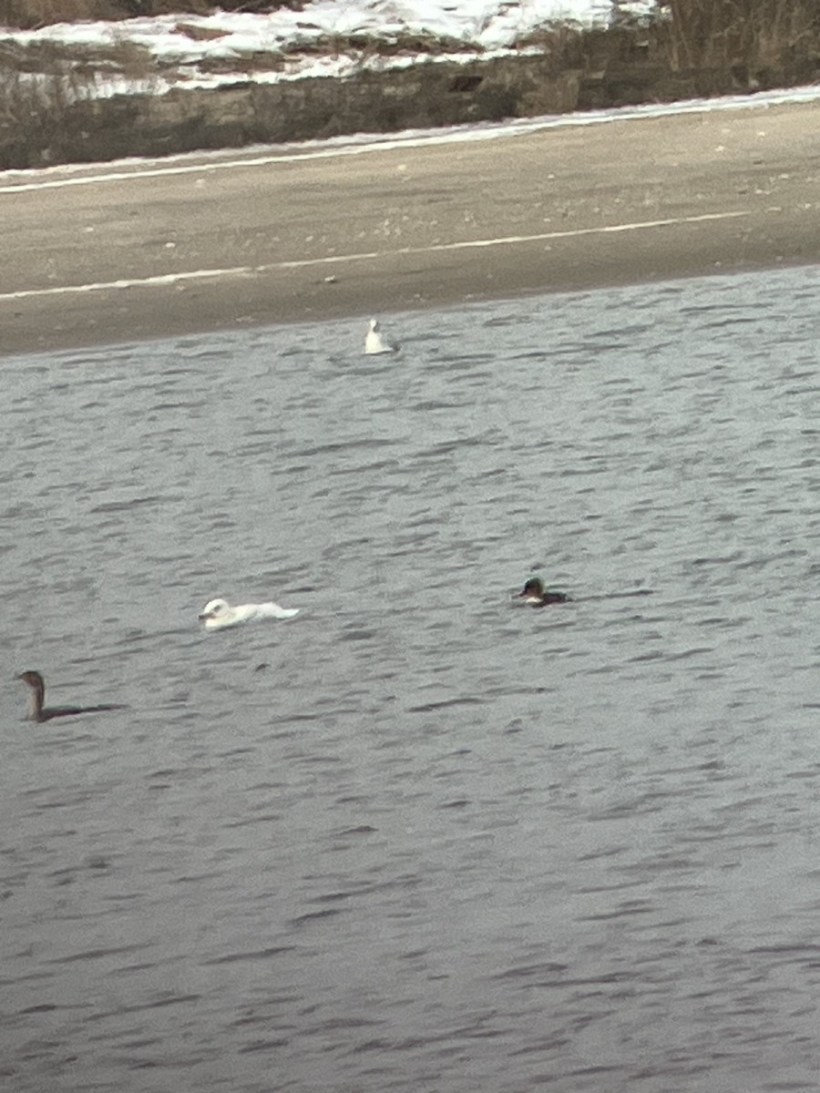 Glaucous Gull - ML613826921