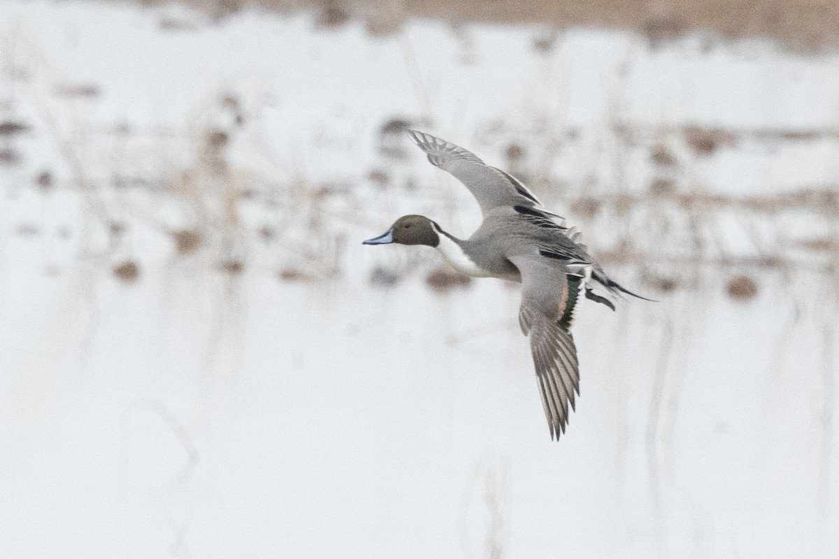 Northern Pintail - ML613826981