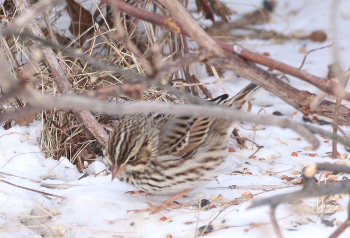 Savannah Sparrow - ML613826996