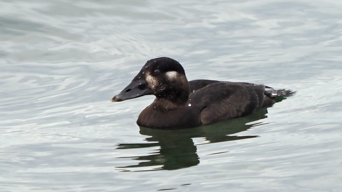 Surf Scoter - Andrew McCormick