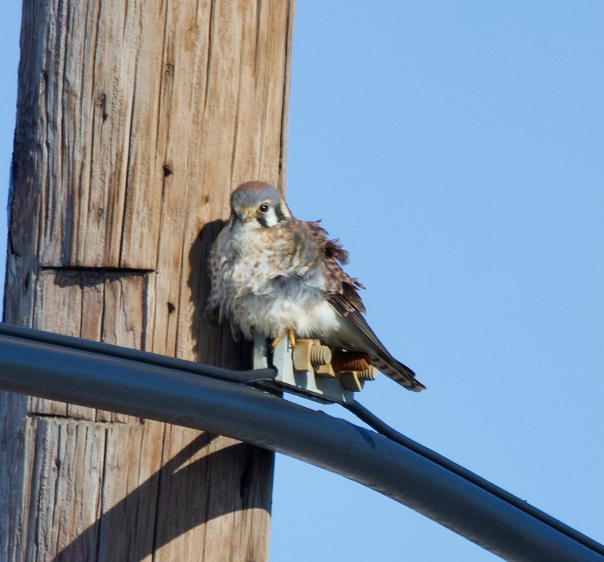 American Kestrel - ML613827044