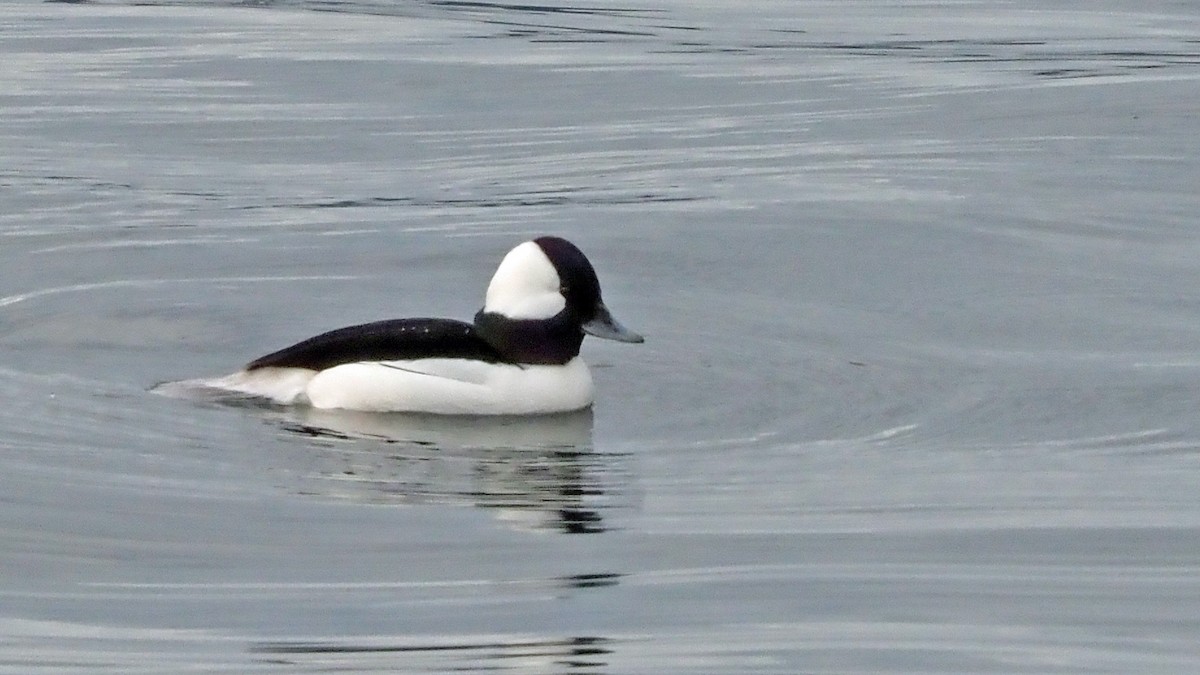 Bufflehead - Andrew McCormick