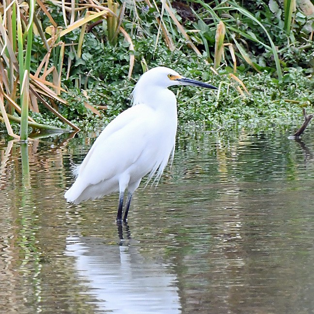 Snowy Egret - Denny Granstrand