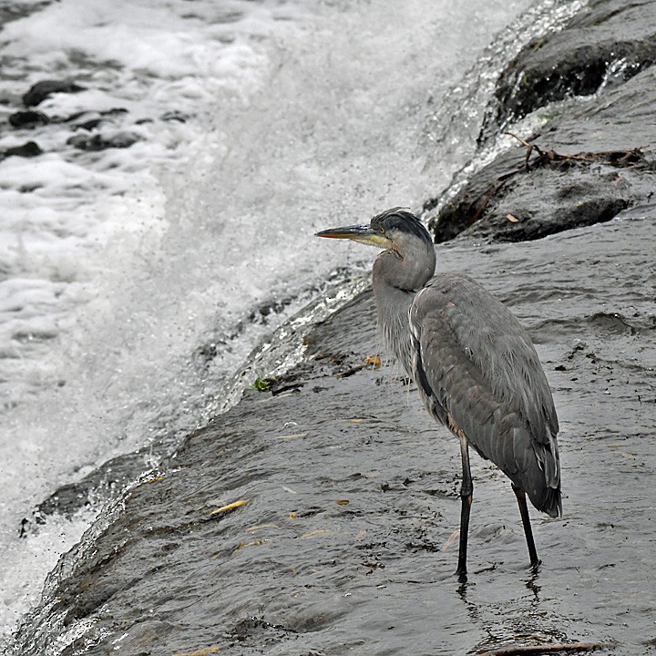 Great Blue Heron - Denny Granstrand