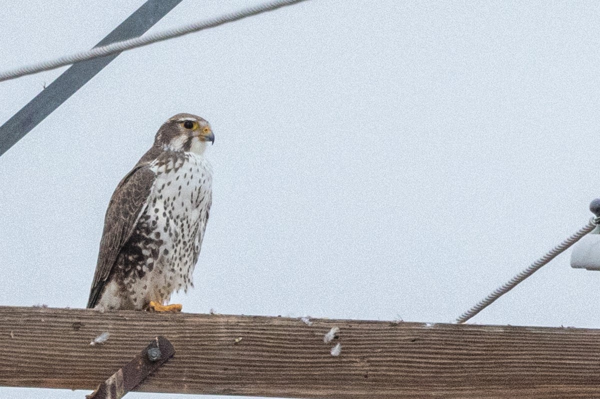 Prairie Falcon - ML613827119