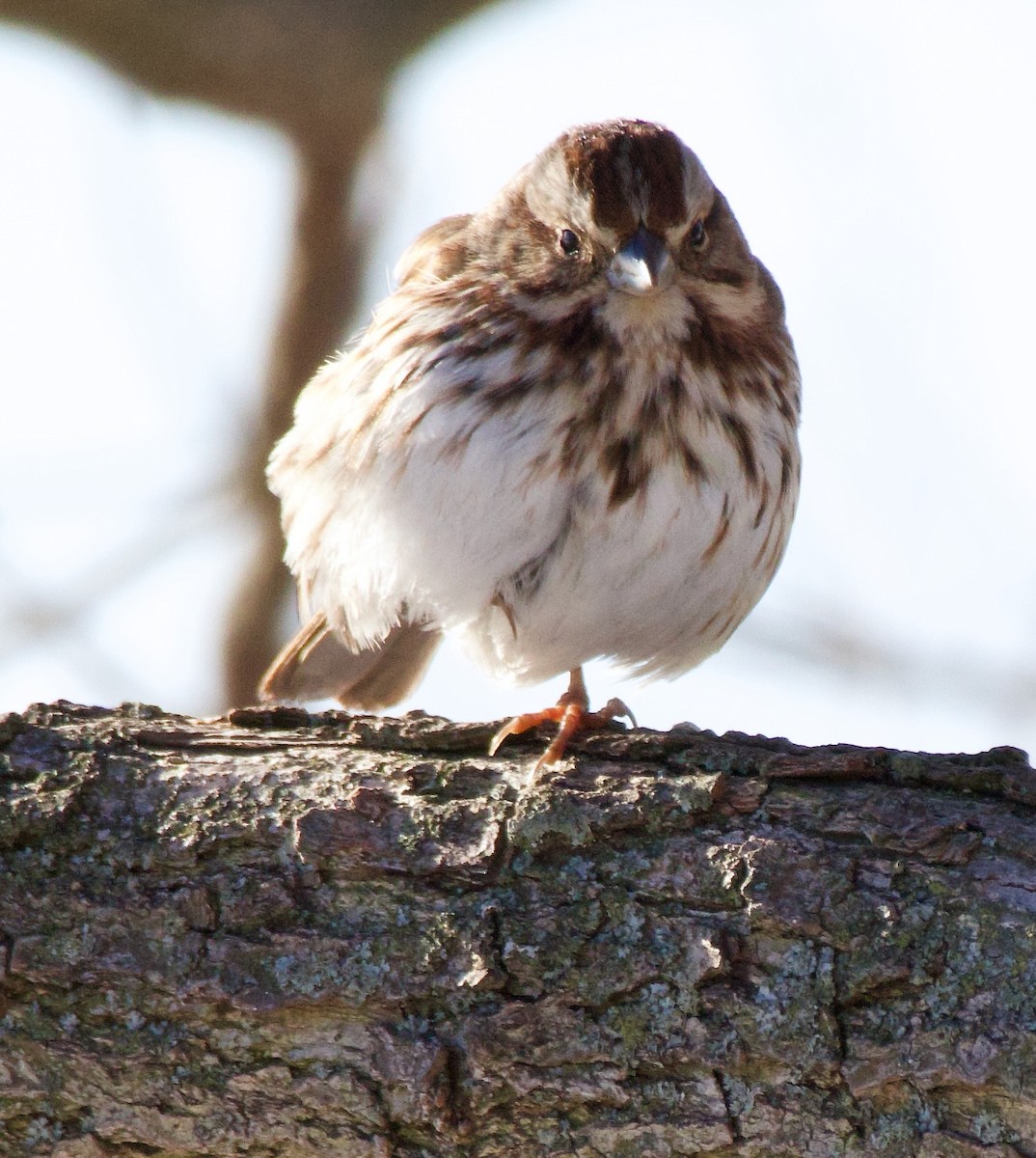 Song Sparrow - ML613827210