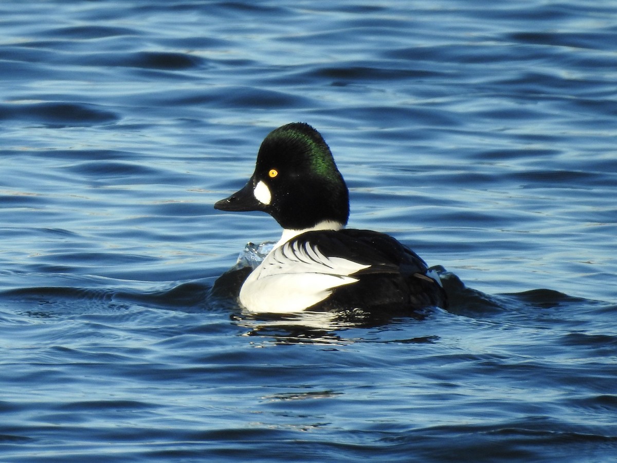 Common Goldeneye - Brendan Thomas