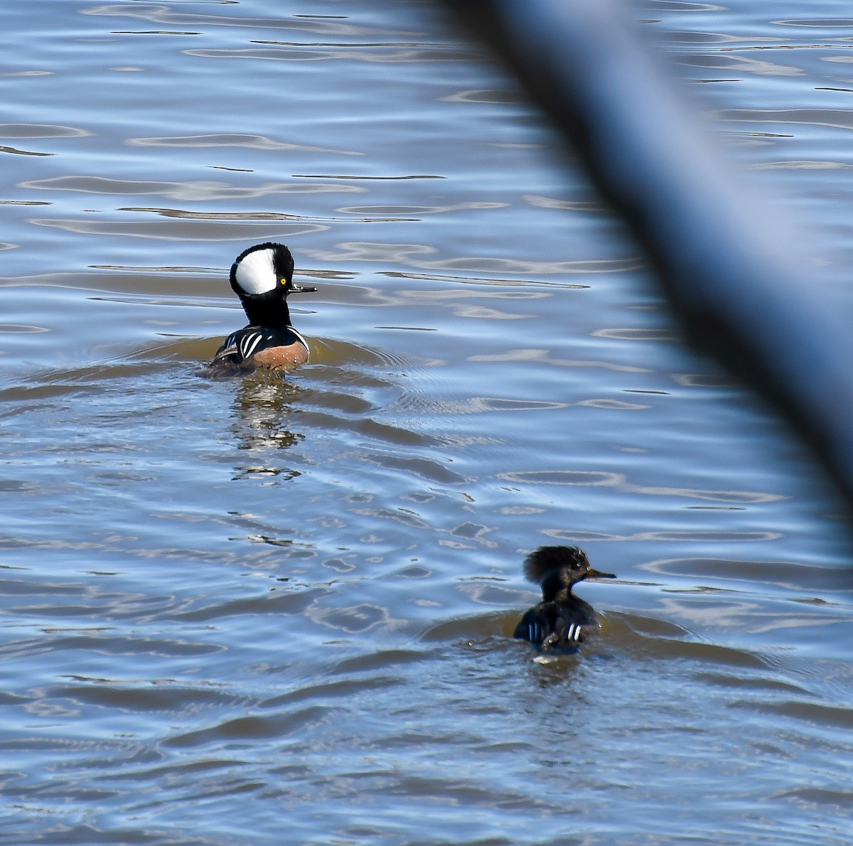 Hooded Merganser - ML613827426