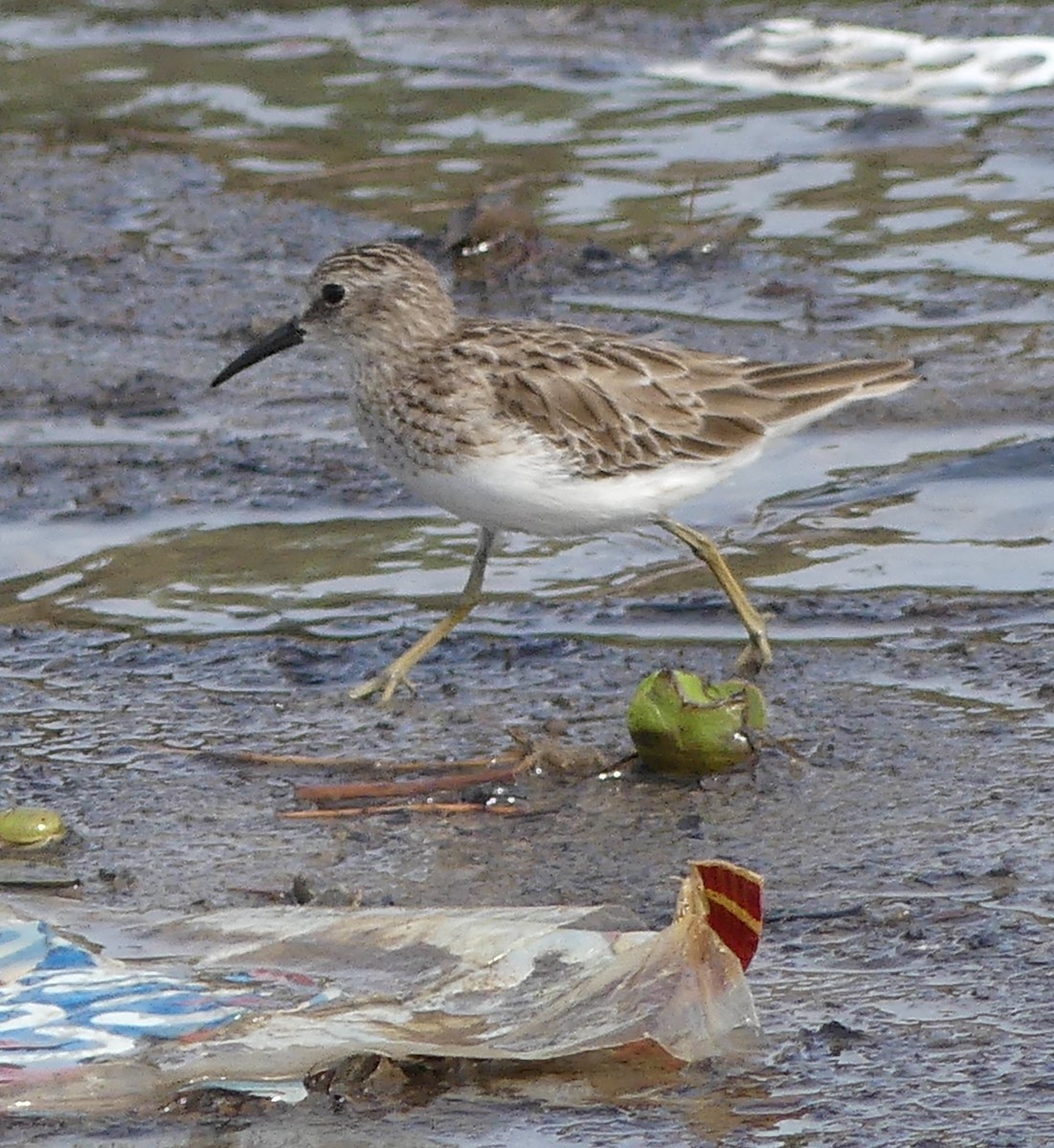 Least Sandpiper - ML613827475