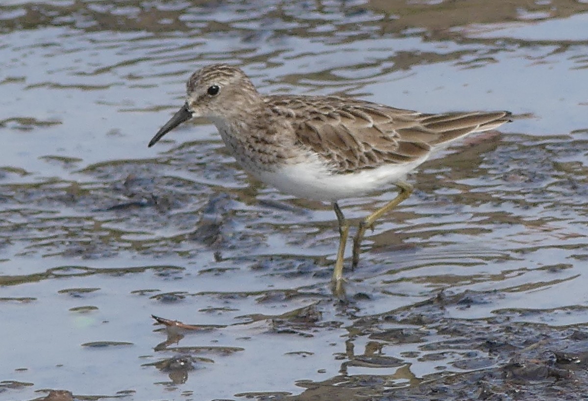 Least Sandpiper - ML613827476