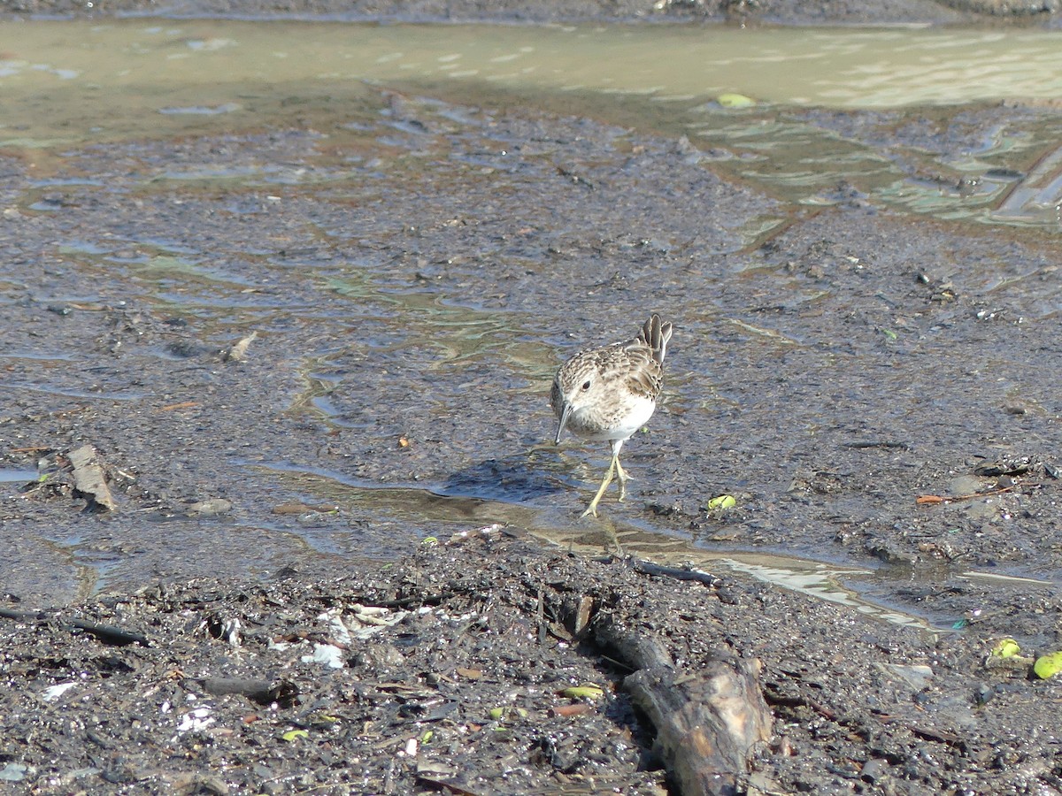 Least Sandpiper - ML613827480