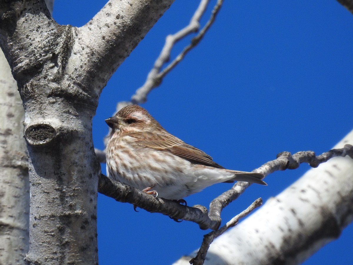 Purple Finch - ML613827507