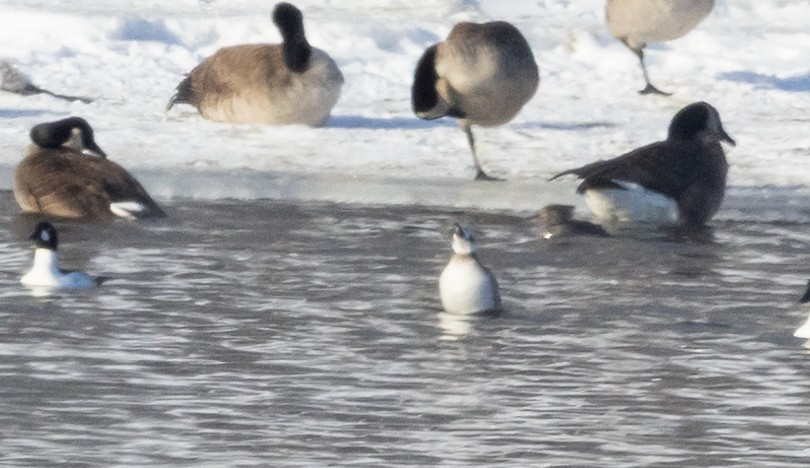 Long-tailed Duck - ML613827548