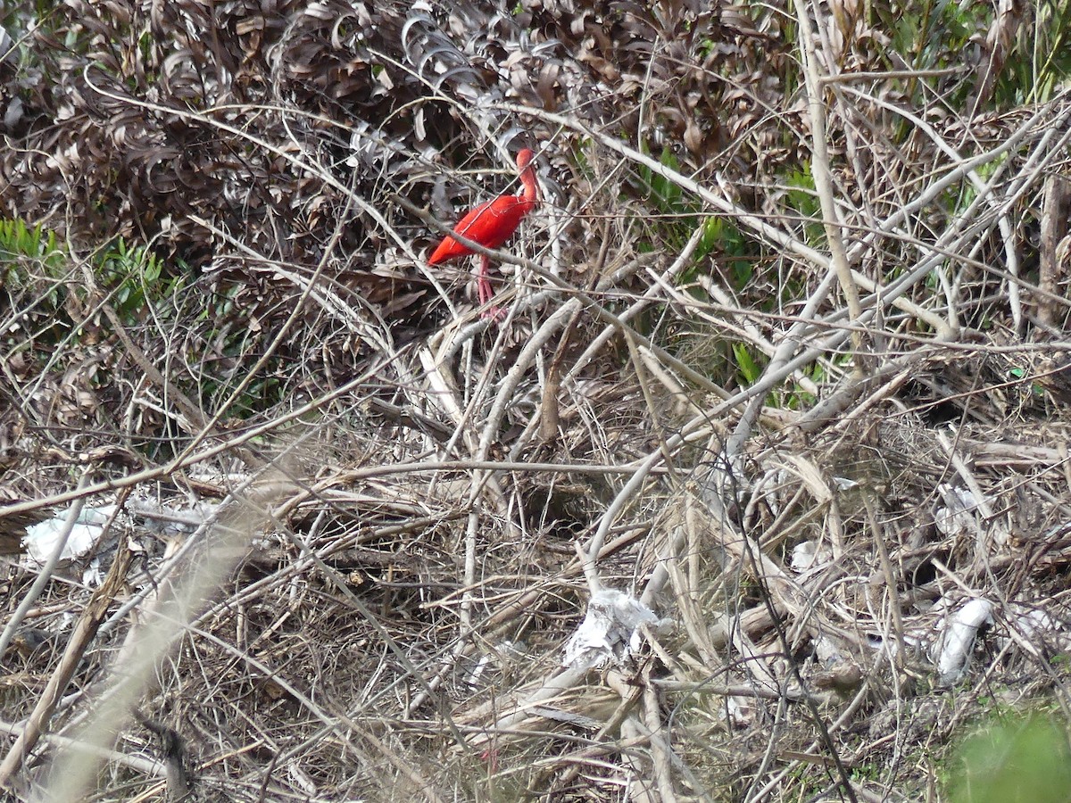 Ibis Escarlata - ML613827571