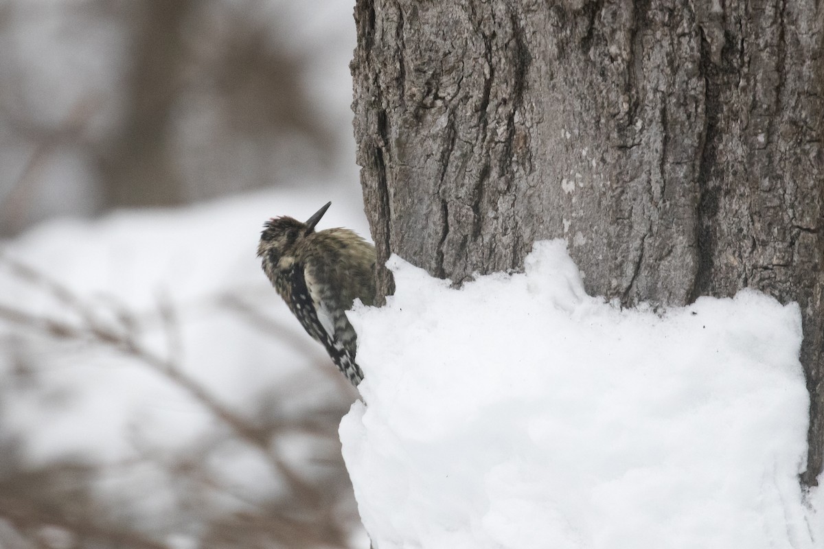 Yellow-bellied Sapsucker - Kyle Wilmarth