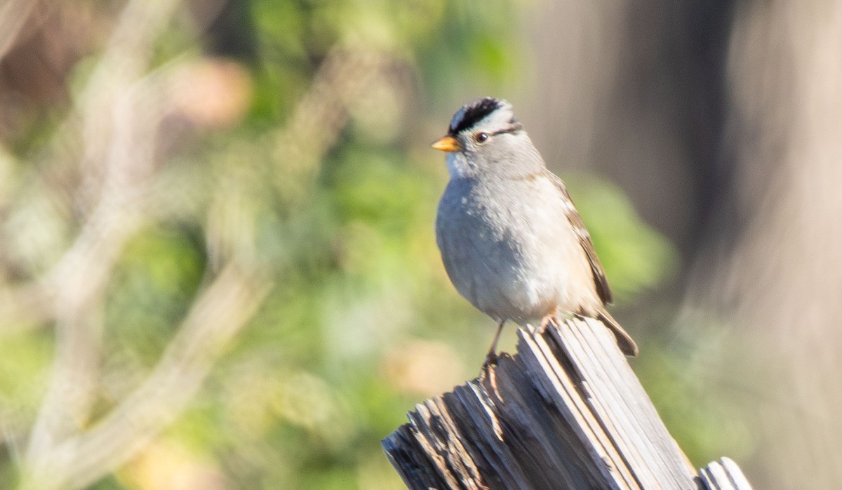White-crowned Sparrow - ML613827619