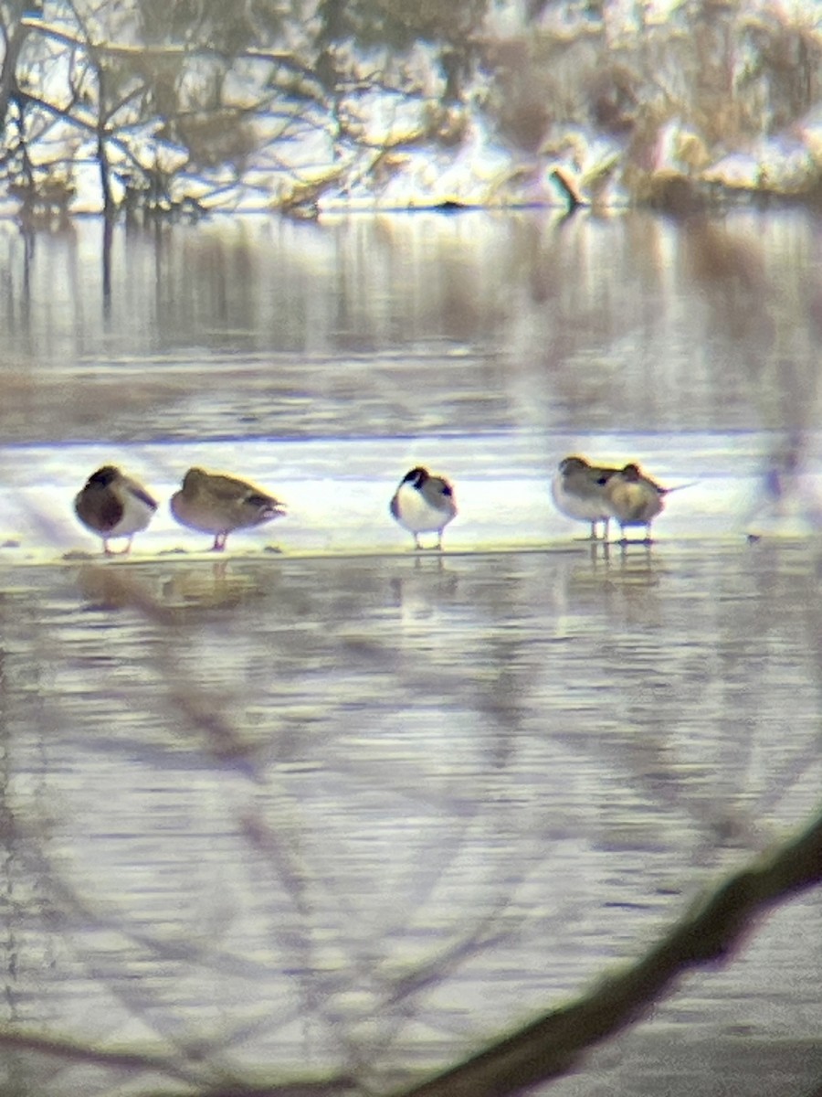 Northern Pintail - ML613827621