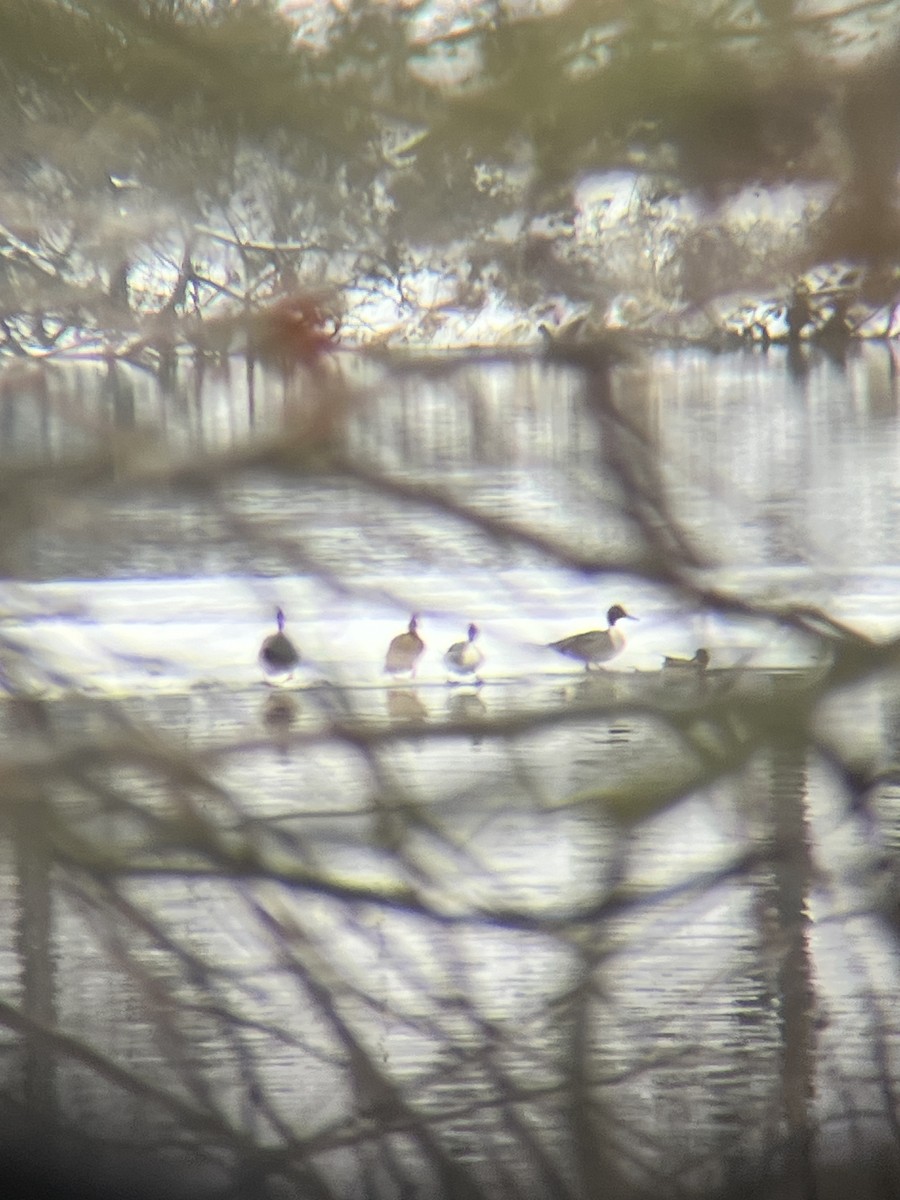 Northern Pintail - ML613827623