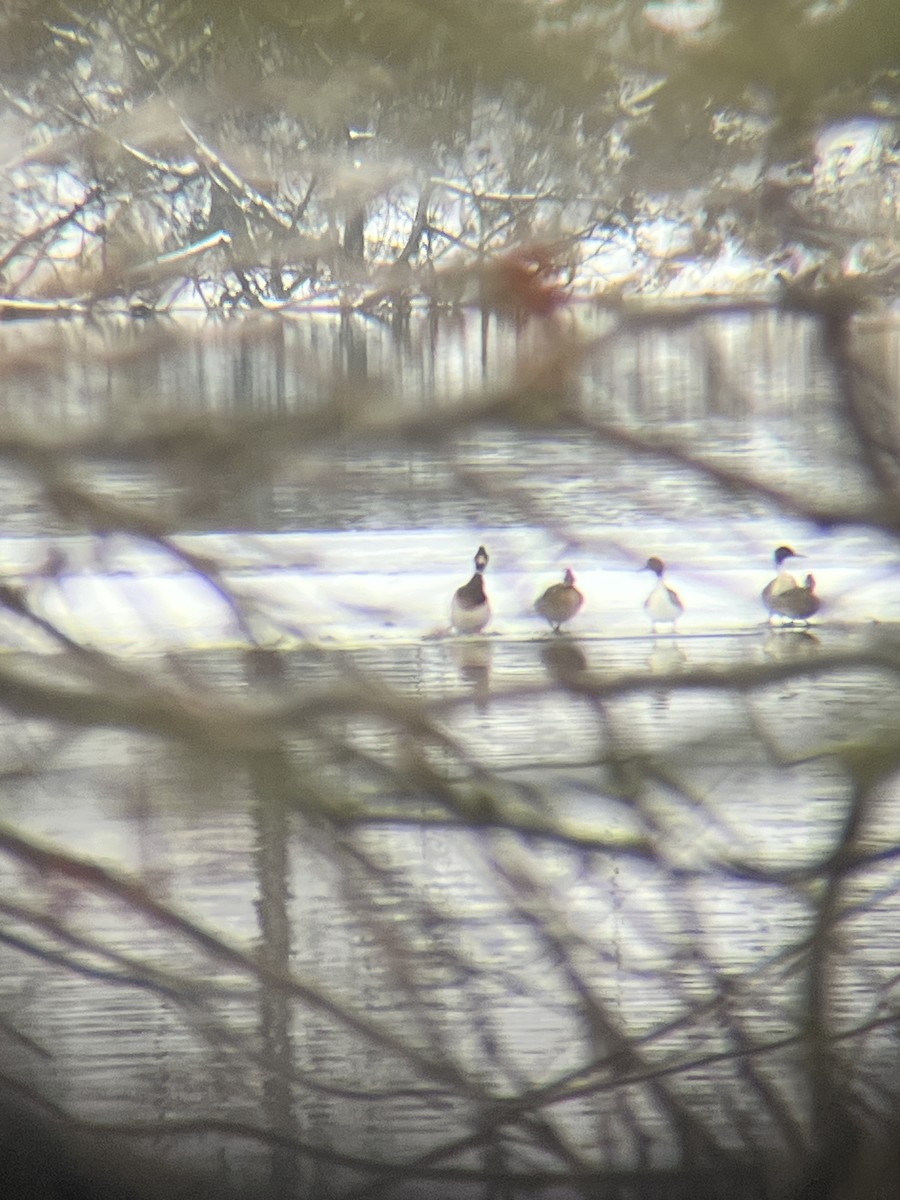 Northern Pintail - ML613827624