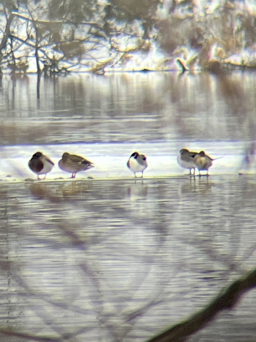 Northern Pintail - ML613827625