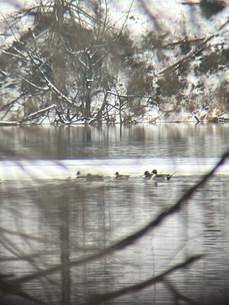 Northern Pintail - ML613827649