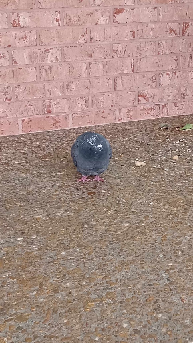 Rock Pigeon (Feral Pigeon) - ML613827770