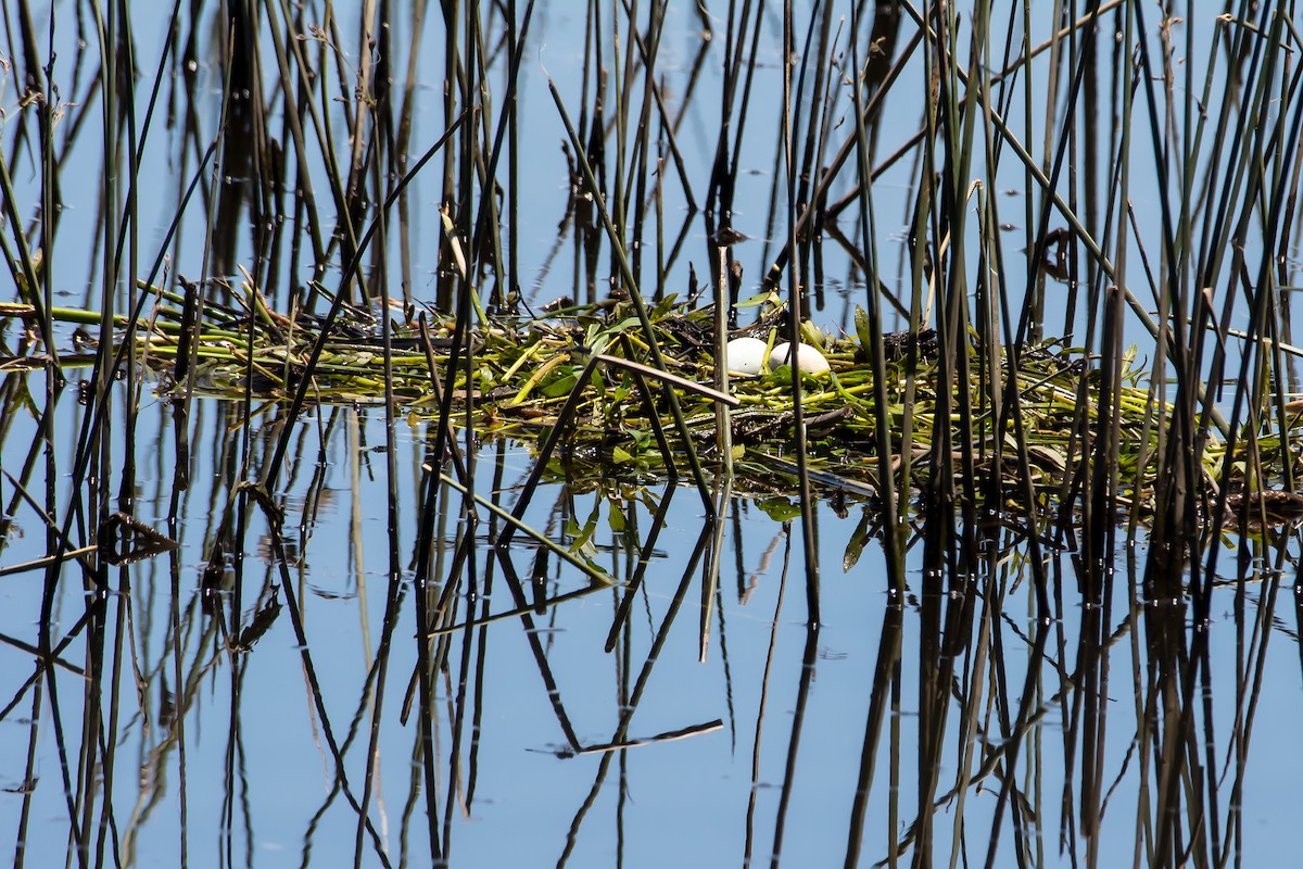 Great Grebe - Gerardo Serra