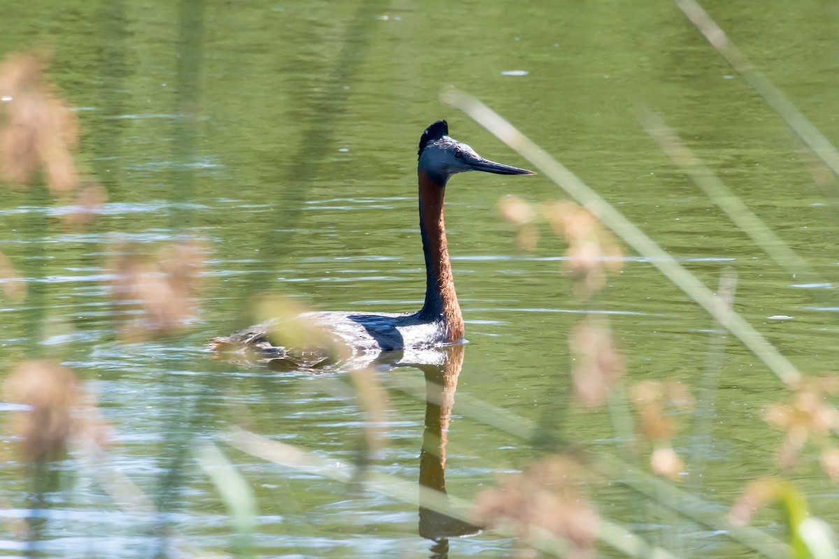 Great Grebe - Gerardo Serra